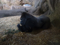 俺がこういうポ～ズしちゃ～いけねぇか？