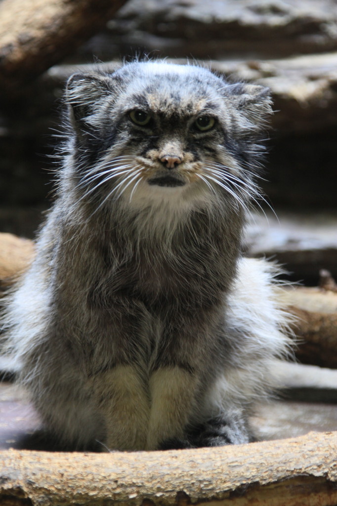 僕はマヌル猫、よろちくニャ～