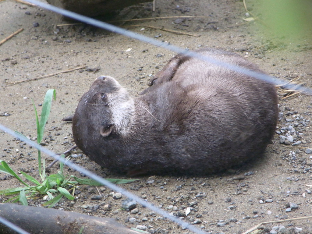 ごろ～ん～眠いのよ(^。^)y-.。o○