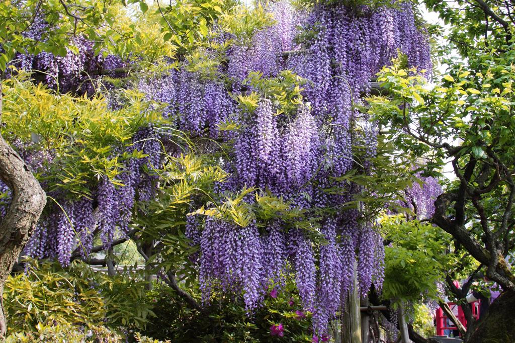 Wisteria floribunda