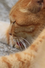 江ノ猫さん、舌を出して熟睡！