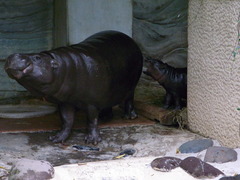 ママのお尻をガブリ！