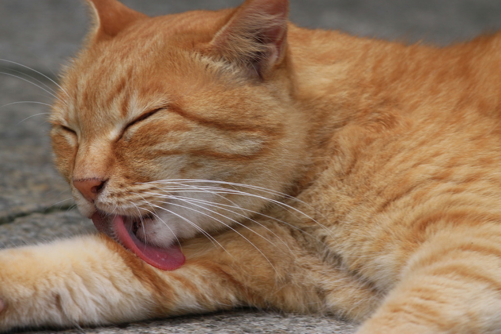江ノ猫さんのお目覚め！