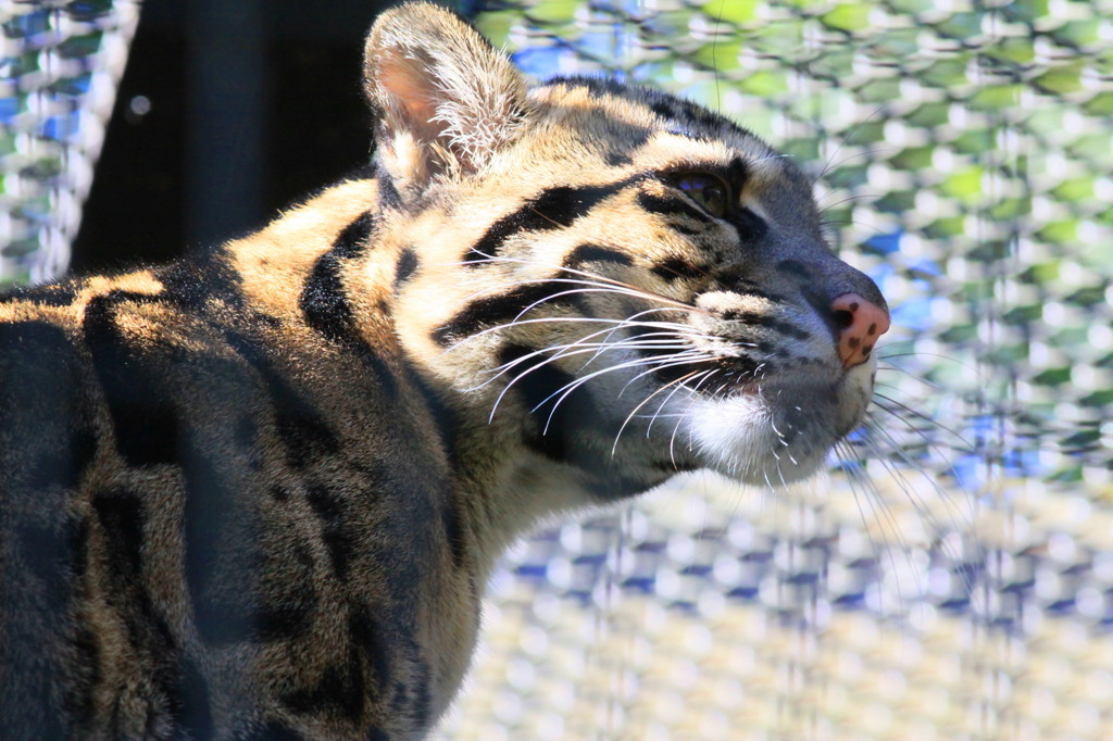 Clouded Leopard(僕の名前はウンピョウ）