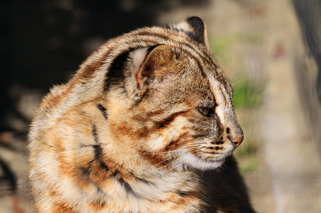 Chat du léopard