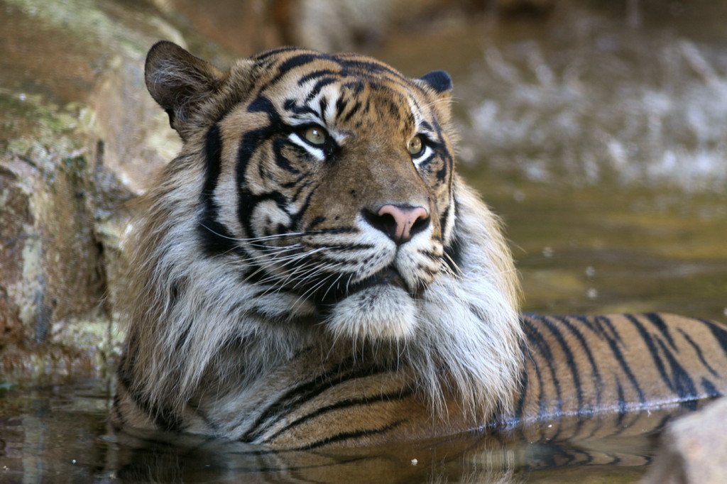 猫が水に浸かっちゃいけねぇか？