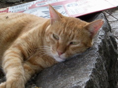 この季節、石枕は気持いい～(^_-)