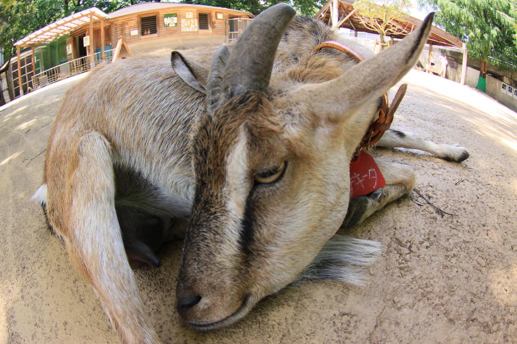 僕の名前はチキータ！