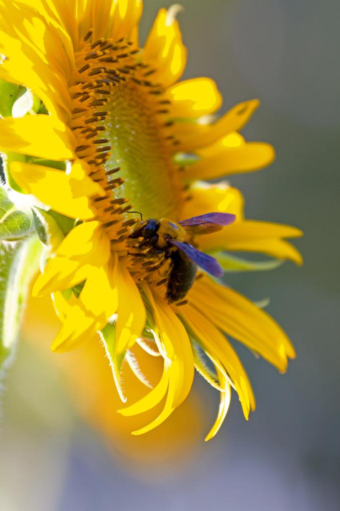 Bee-and-sunflower