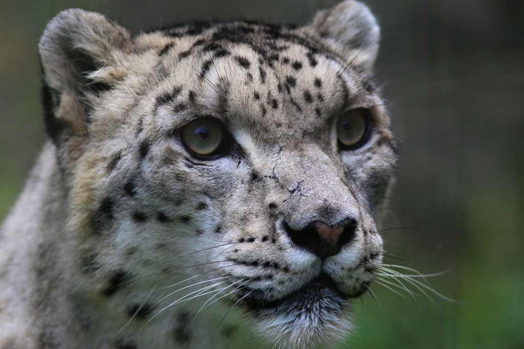 Snow leopard