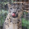 ヒョウ