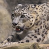 ヒョウ