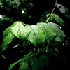 Wet nature