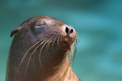 うっふふぅ～んZzzzz(^_-)