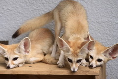 あのカメラ小僧は誰だ！やっちまうぞ！