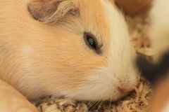 もうダメ～寝る・・・Zｚｚｚ