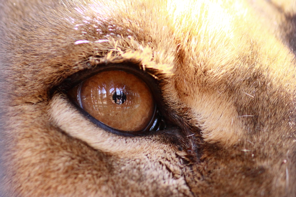 ライオンの瞳