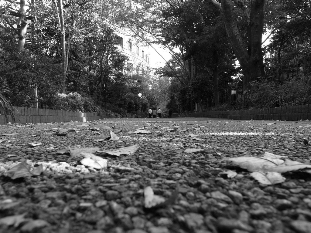 take a turn in the park.