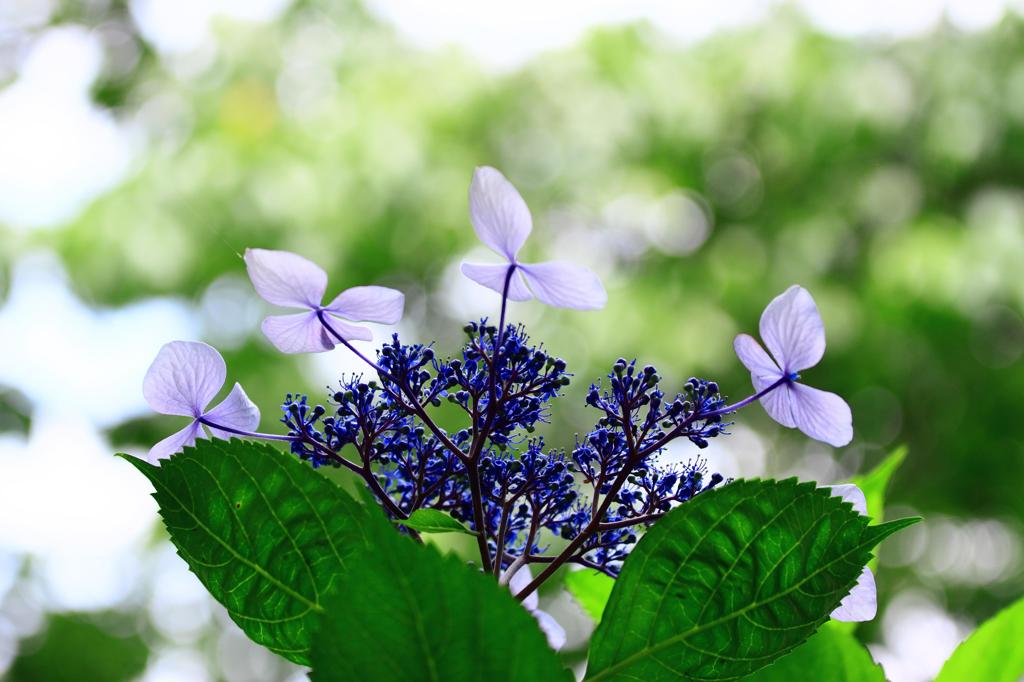 Sunlight and hydrangea