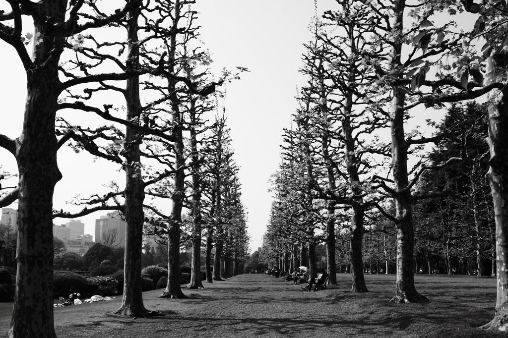 In the park