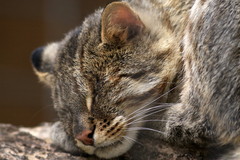 Zzzzz 眠ったらもう起きないニャン！