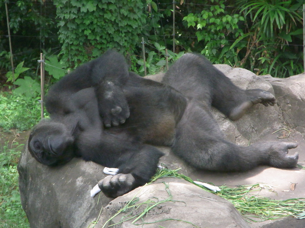 俺は上野のタロウ！よろしく！Zｚｚｚｚ！