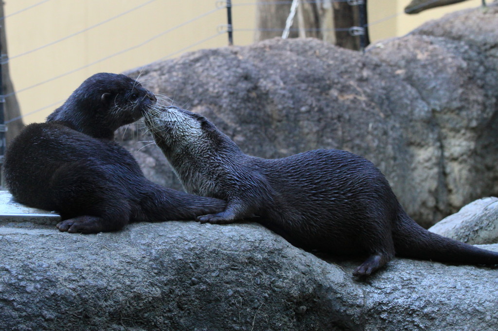 The otter married couple's kiss．