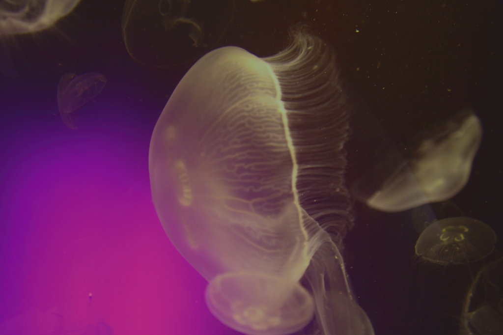 The jellyfish which wanders in the space