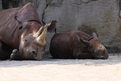 熟睡ツーショット～平和が一番サイ！