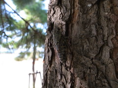 夏も終わり・・・・