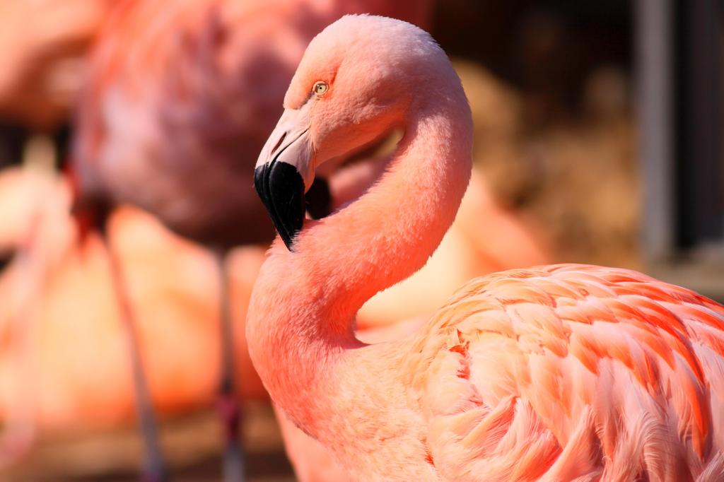 Elegant flamingo.