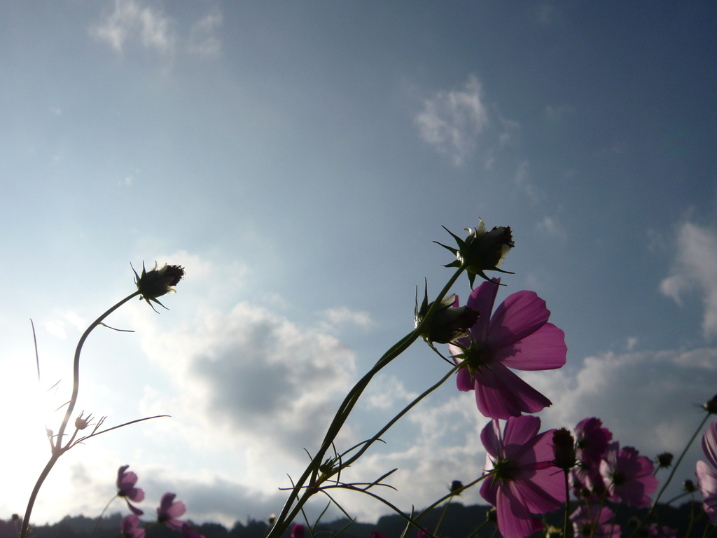 風にそよぐ・・・秋桜