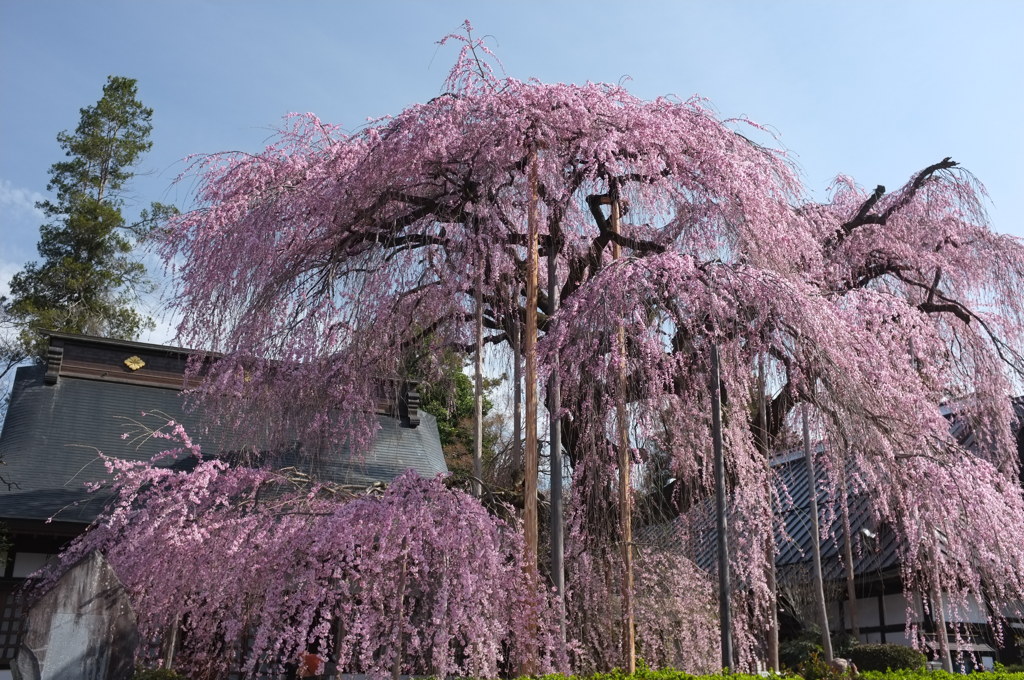 慈雲寺の糸桜