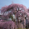 慈雲寺の糸桜