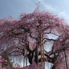 慈雲寺の桜＿７