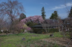 慈雲寺の桜＿９