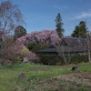 慈雲寺の桜＿９