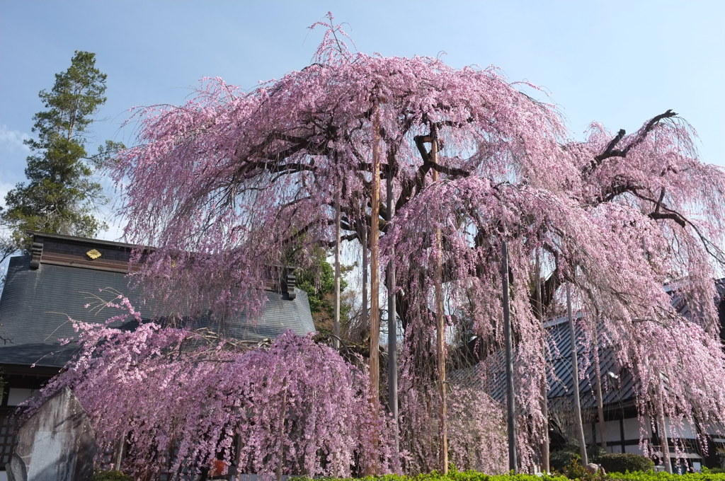 慈雲寺の桜＿４