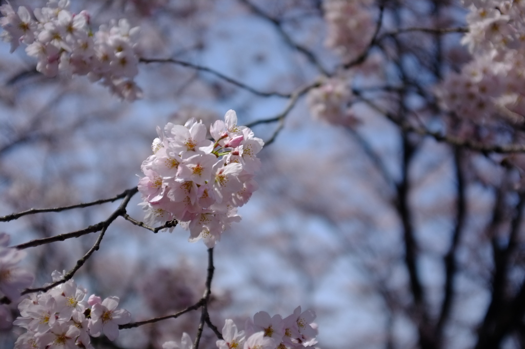 甚六桜