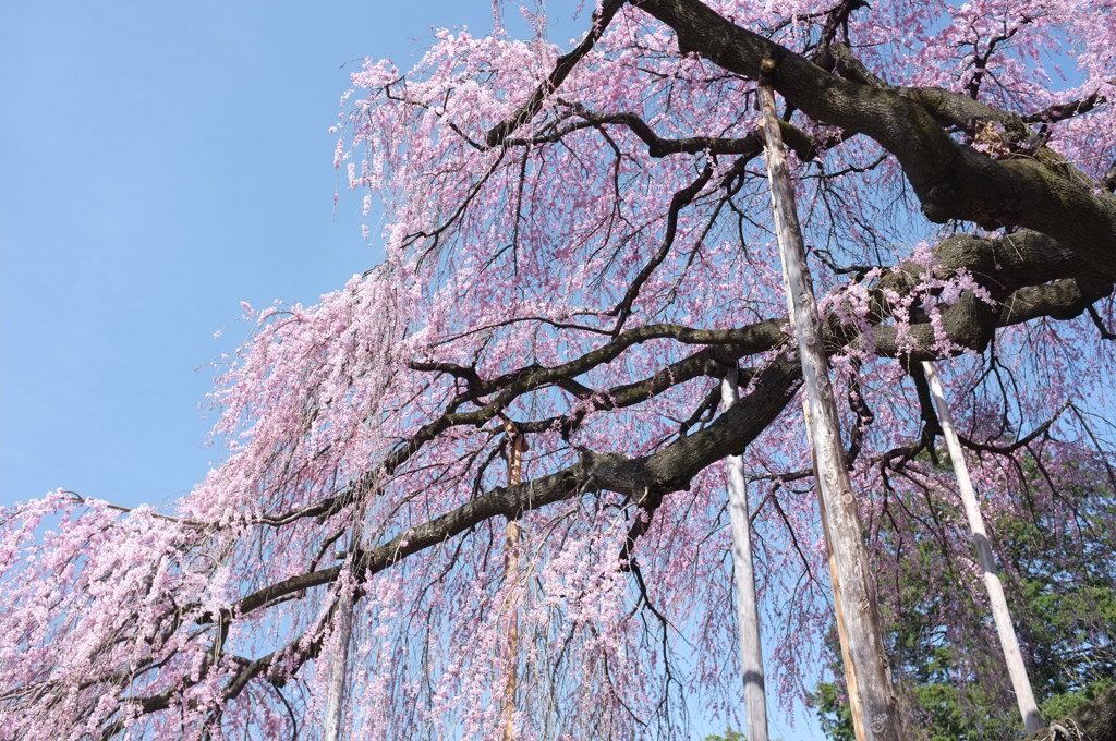 慈雲寺の桜＿３