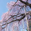 慈雲寺の桜＿３