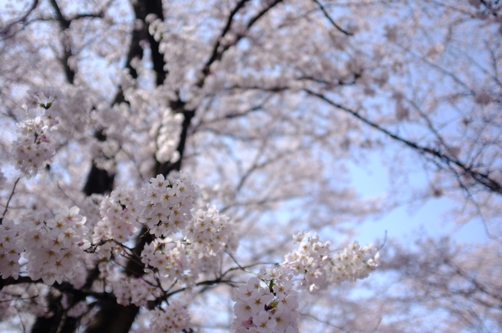 甚六桜＿７