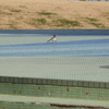 ひ鳥舞台
