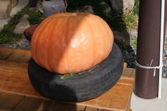 タイヤかぼちゃ？