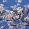 ソメイヨシノ