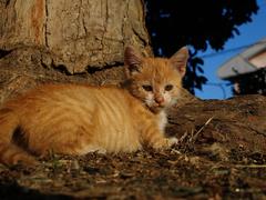 リトル・キャット。