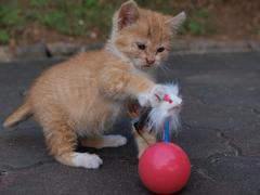 猫じゃらしと格闘中　♪