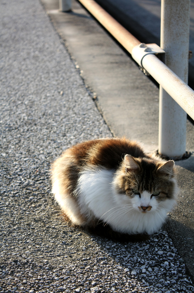 まる猫