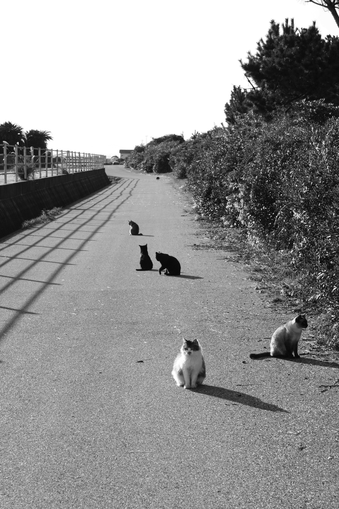 猫道