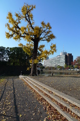 銀杏